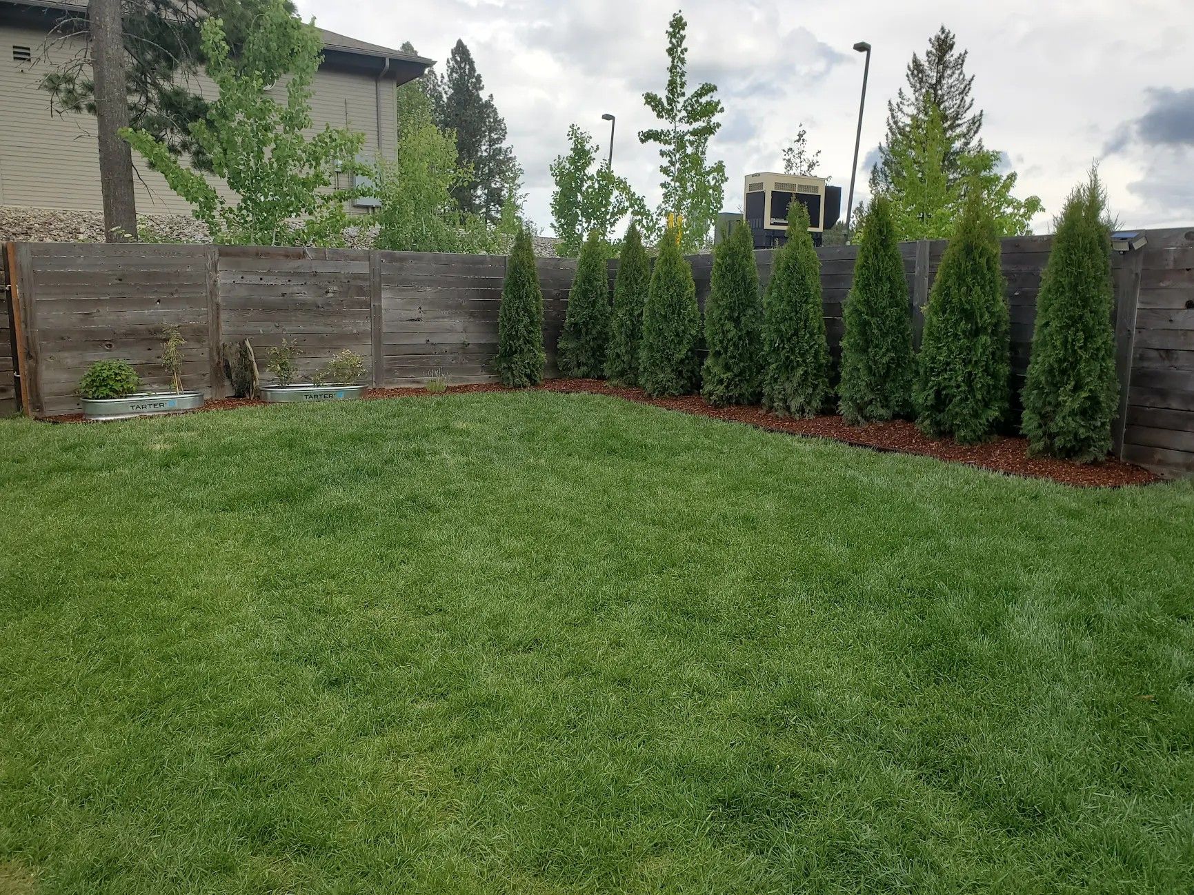 Row of arborvitae in a mulch bed along a wood fence, with new sod lawn in front