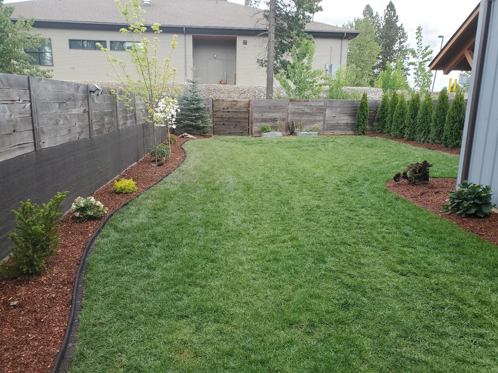 Mulch bed with a flowering dogwood and a blue spruce along a fence, next to a new sod lawn