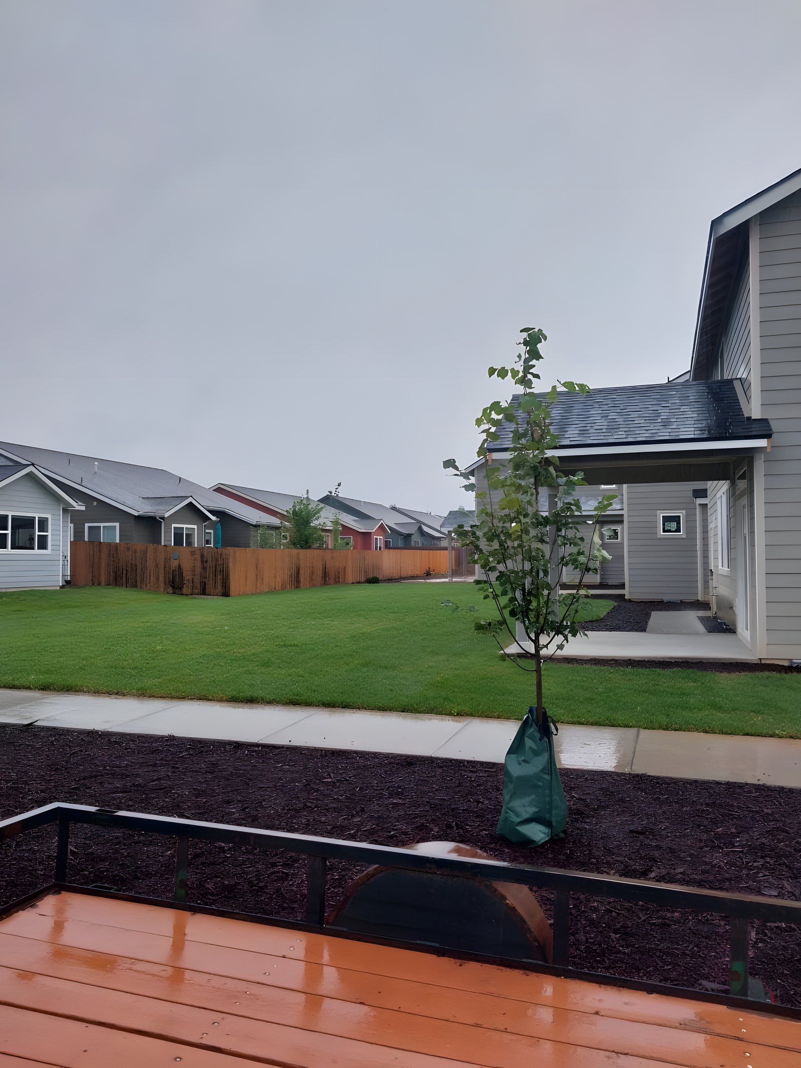 Red mulch bed with a new street tree beside a lawn and sidewalk