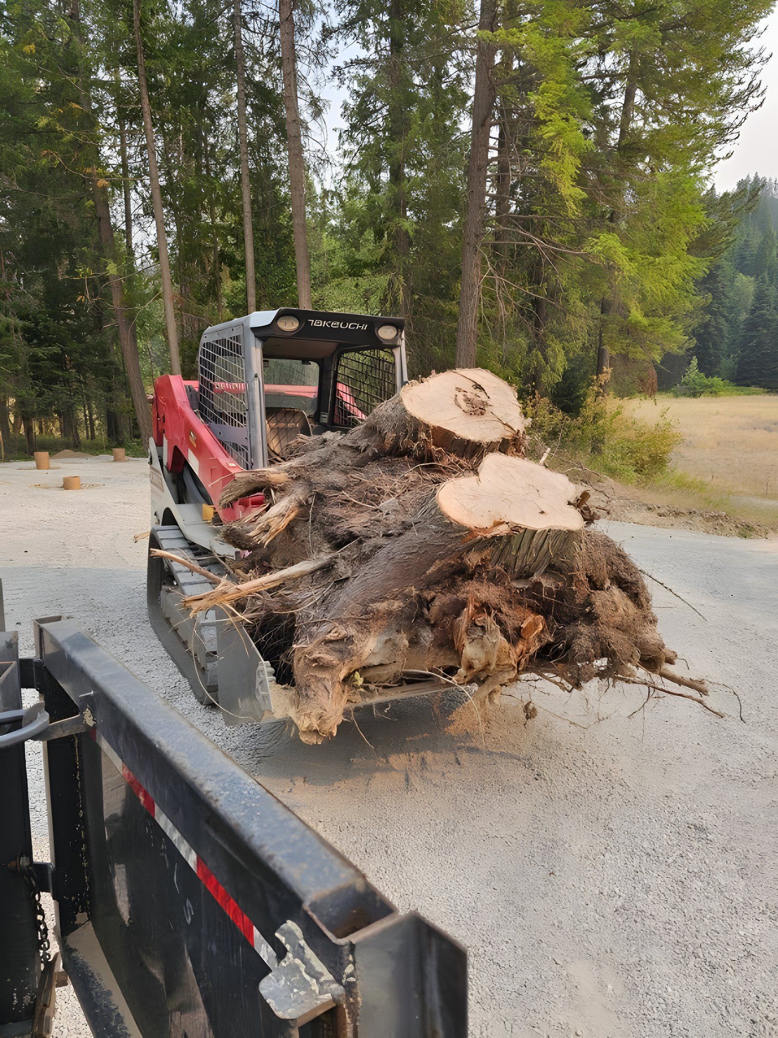 Skid steer carrying a load of pulled stumps on a gravel pad